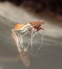 Caloptilia stigmatella
